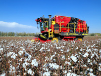 A cotton picking machine picks cotton in Xingfu village, Aksu prefecture, in Xinjiang, China, on October 17, 2024. (