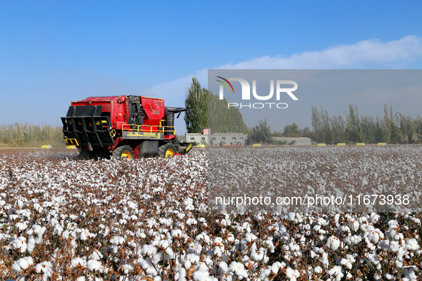 A cotton picking machine picks cotton in Xingfu village, Aksu prefecture, in Xinjiang, China, on October 17, 2024. 