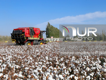 A cotton picking machine picks cotton in Xingfu village, Aksu prefecture, in Xinjiang, China, on October 17, 2024. (