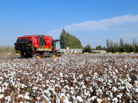 A cotton picking machine picks cotton in Xingfu village, Aksu prefecture, in Xinjiang, China, on October 17, 2024. (