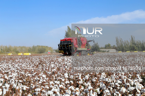 A cotton picking machine picks cotton in Xingfu village, Aksu prefecture, in Xinjiang, China, on October 17, 2024. 