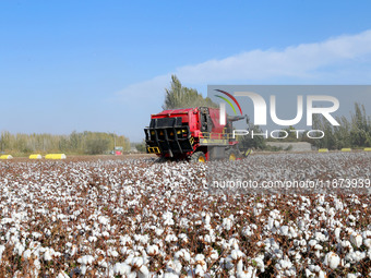 A cotton picking machine picks cotton in Xingfu village, Aksu prefecture, in Xinjiang, China, on October 17, 2024. (