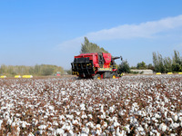 A cotton picking machine picks cotton in Xingfu village, Aksu prefecture, in Xinjiang, China, on October 17, 2024. (