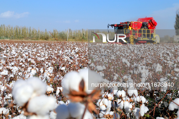 A cotton picking machine picks cotton in Xingfu village, Aksu prefecture, in Xinjiang, China, on October 17, 2024. 