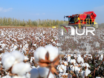 A cotton picking machine picks cotton in Xingfu village, Aksu prefecture, in Xinjiang, China, on October 17, 2024. (