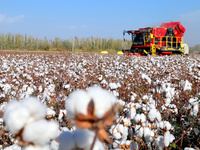 A cotton picking machine picks cotton in Xingfu village, Aksu prefecture, in Xinjiang, China, on October 17, 2024. (