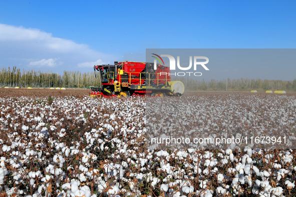 A cotton picking machine picks cotton in Xingfu village, Aksu prefecture, in Xinjiang, China, on October 17, 2024. 