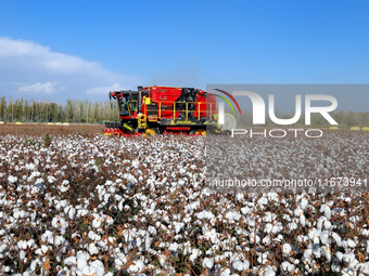 A cotton picking machine picks cotton in Xingfu village, Aksu prefecture, in Xinjiang, China, on October 17, 2024. (