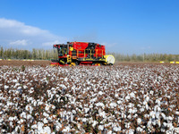 A cotton picking machine picks cotton in Xingfu village, Aksu prefecture, in Xinjiang, China, on October 17, 2024. (