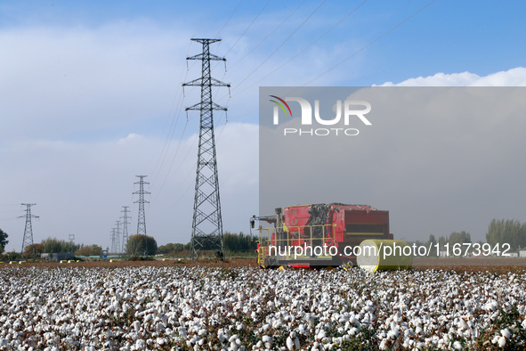 A cotton picking machine picks cotton in Xingfu village, Aksu prefecture, in Xinjiang, China, on October 17, 2024. 