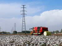 A cotton picking machine picks cotton in Xingfu village, Aksu prefecture, in Xinjiang, China, on October 17, 2024. (