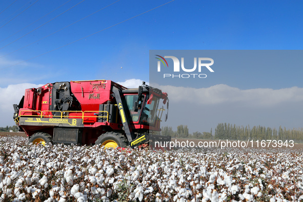 A cotton picking machine picks cotton in Xingfu village, Aksu prefecture, in Xinjiang, China, on October 17, 2024. 