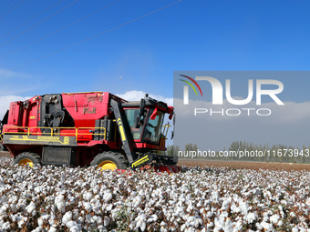 A cotton picking machine picks cotton in Xingfu village, Aksu prefecture, in Xinjiang, China, on October 17, 2024. (