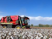 A cotton picking machine picks cotton in Xingfu village, Aksu prefecture, in Xinjiang, China, on October 17, 2024. (