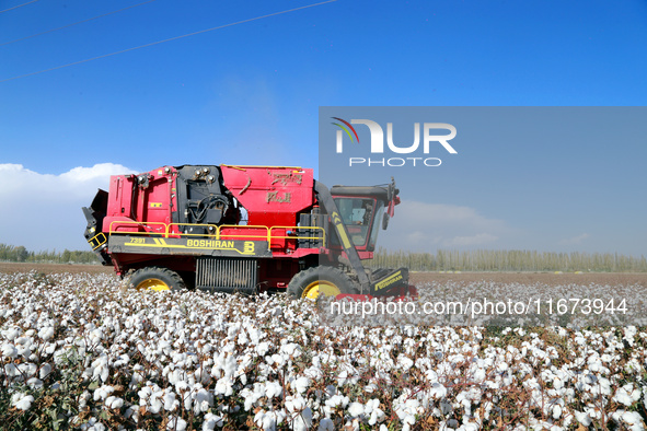 A cotton picking machine picks cotton in Xingfu village, Aksu prefecture, in Xinjiang, China, on October 17, 2024. 