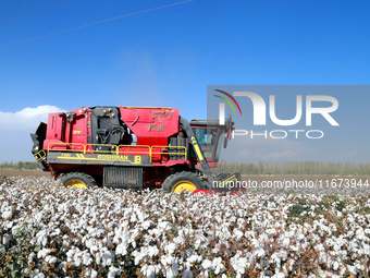 A cotton picking machine picks cotton in Xingfu village, Aksu prefecture, in Xinjiang, China, on October 17, 2024. (