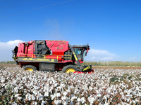 A cotton picking machine picks cotton in Xingfu village, Aksu prefecture, in Xinjiang, China, on October 17, 2024. (