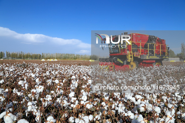 A cotton picking machine picks cotton in Xingfu village, Aksu prefecture, in Xinjiang, China, on October 17, 2024. 