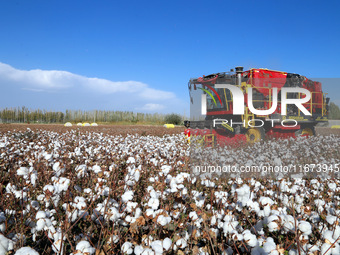 A cotton picking machine picks cotton in Xingfu village, Aksu prefecture, in Xinjiang, China, on October 17, 2024. (