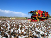 A cotton picking machine picks cotton in Xingfu village, Aksu prefecture, in Xinjiang, China, on October 17, 2024. (