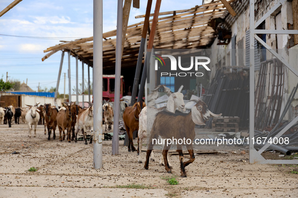 Goats pass a hangar damaged by a Russian drone attack in Vylkove, Ukraine, on October 11, 2024. 