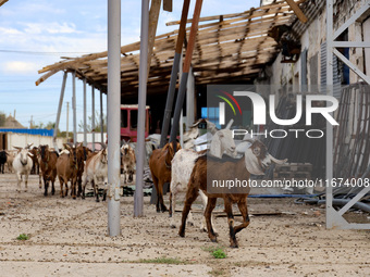 Goats pass a hangar damaged by a Russian drone attack in Vylkove, Ukraine, on October 11, 2024. (