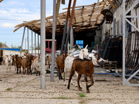 Goats pass a hangar damaged by a Russian drone attack in Vylkove, Ukraine, on October 11, 2024. (