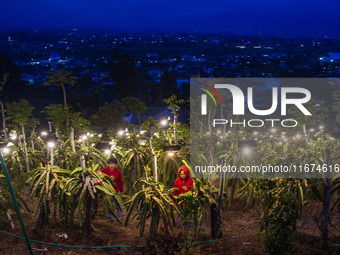 Workers tend to newly cultivated Pitahaya or dragon fruit (Hylocereus undatus) at a plantation in Garut, West Java, Indonesia, on October 17...