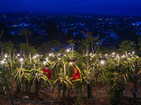 Workers tend to newly cultivated Pitahaya or dragon fruit (Hylocereus undatus) at a plantation in Garut, West Java, Indonesia, on October 17...