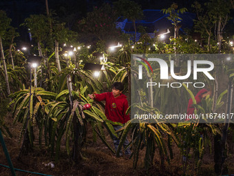 Workers tend to newly cultivated Pitahaya or dragon fruit (Hylocereus undatus) at a plantation in Garut, West Java, Indonesia, on October 17...