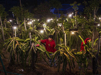 Workers tend to newly cultivated Pitahaya or dragon fruit (Hylocereus undatus) at a plantation in Garut, West Java, Indonesia, on October 17...