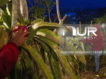 Workers tend to newly cultivated Pitahaya or dragon fruit (Hylocereus undatus) at a plantation in Garut, West Java, Indonesia, on October 17...