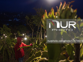 Workers tend to newly cultivated Pitahaya or dragon fruit (Hylocereus undatus) at a plantation in Garut, West Java, Indonesia, on October 17...