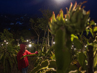 Workers tend to newly cultivated Pitahaya or dragon fruit (Hylocereus undatus) at a plantation in Garut, West Java, Indonesia, on October 17...