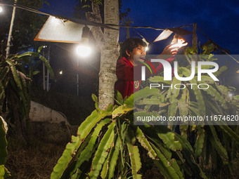 Workers tend to newly cultivated Pitahaya or dragon fruit (Hylocereus undatus) at a plantation in Garut, West Java, Indonesia, on October 17...