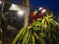 Workers tend to newly cultivated Pitahaya or dragon fruit (Hylocereus undatus) at a plantation in Garut, West Java, Indonesia, on October 17...