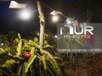 Workers tend to newly cultivated Pitahaya or dragon fruit (Hylocereus undatus) at a plantation in Garut, West Java, Indonesia, on October 17...