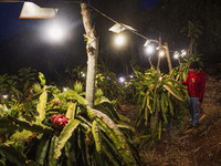 Workers tend to newly cultivated Pitahaya or dragon fruit (Hylocereus undatus) at a plantation in Garut, West Java, Indonesia, on October 17...