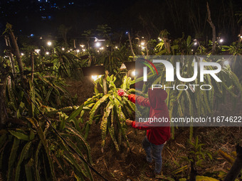 Workers tend to newly cultivated Pitahaya or dragon fruit (Hylocereus undatus) at a plantation in Garut, West Java, Indonesia, on October 17...