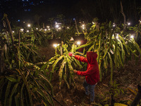 Workers tend to newly cultivated Pitahaya or dragon fruit (Hylocereus undatus) at a plantation in Garut, West Java, Indonesia, on October 17...