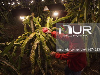 Workers tend to newly cultivated Pitahaya or dragon fruit (Hylocereus undatus) at a plantation in Garut, West Java, Indonesia, on October 17...