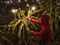 Workers tend to newly cultivated Pitahaya or dragon fruit (Hylocereus undatus) at a plantation in Garut, West Java, Indonesia, on October 17...