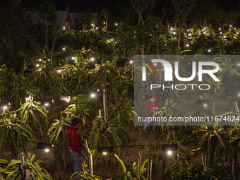 Workers tend to newly cultivated Pitahaya or dragon fruit (Hylocereus undatus) at a plantation in Garut, West Java, Indonesia, on October 17...