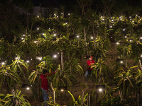 Workers tend to newly cultivated Pitahaya or dragon fruit (Hylocereus undatus) at a plantation in Garut, West Java, Indonesia, on October 17...