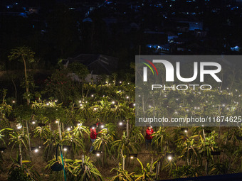 Workers tend to newly cultivated Pitahaya or dragon fruit (Hylocereus undatus) at a plantation in Garut, West Java, Indonesia, on October 17...