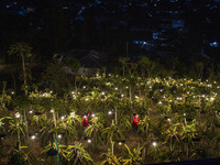 Workers tend to newly cultivated Pitahaya or dragon fruit (Hylocereus undatus) at a plantation in Garut, West Java, Indonesia, on October 17...