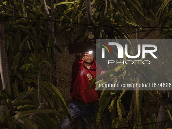 Workers tend to newly cultivated Pitahaya or dragon fruit (Hylocereus undatus) at a plantation in Garut, West Java, Indonesia, on October 17...