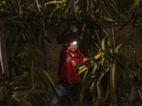 Workers tend to newly cultivated Pitahaya or dragon fruit (Hylocereus undatus) at a plantation in Garut, West Java, Indonesia, on October 17...