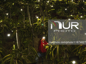 Workers tend to newly cultivated Pitahaya or dragon fruit (Hylocereus undatus) at a plantation in Garut, West Java, Indonesia, on October 17...