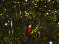 Workers tend to newly cultivated Pitahaya or dragon fruit (Hylocereus undatus) at a plantation in Garut, West Java, Indonesia, on October 17...